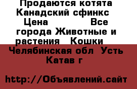 Продаются котята Канадский сфинкс › Цена ­ 15 000 - Все города Животные и растения » Кошки   . Челябинская обл.,Усть-Катав г.